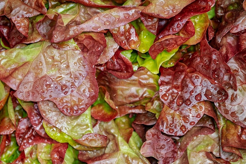 Cooking Class Salad